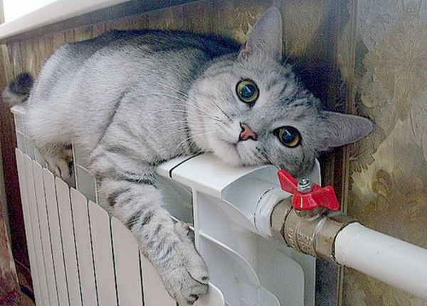 🖼