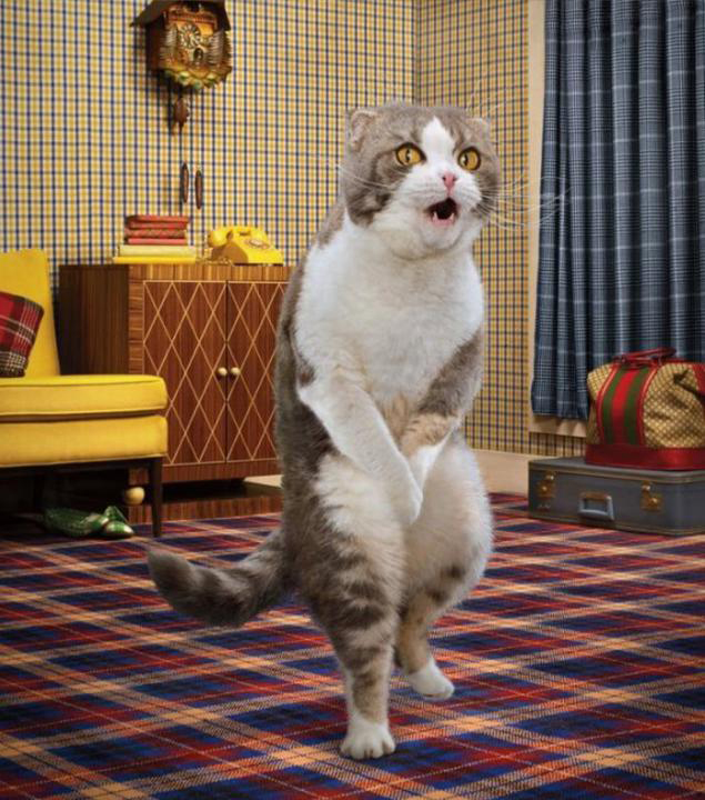 🖼