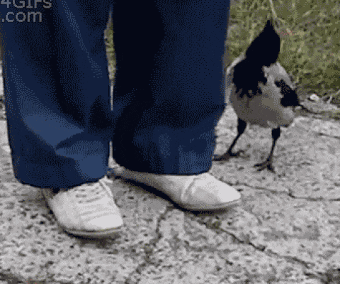 Trying to steal. Смешные птицы gif. Сорока gif. Пнул птицу. Смешные птицы анимированные прикольные.