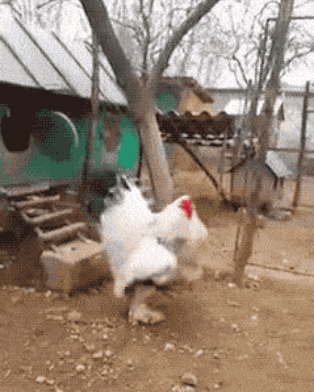 Картинка загружается...