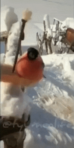 Картинка загружается...