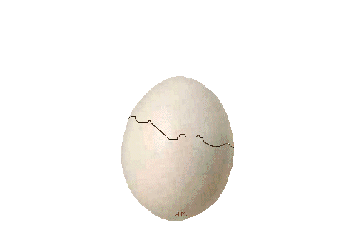 Вылупляется из яйца. Куриные яйца анимация. Яйцо цыпленок. Яйцо гиф на прозрачном фоне.