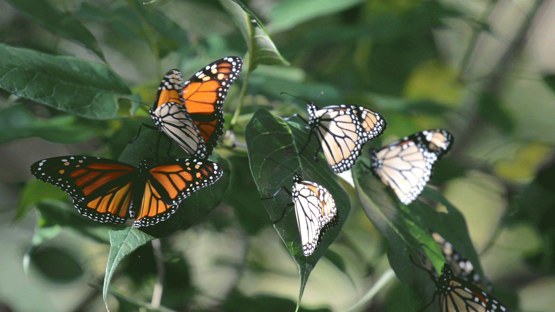 Появление темных бабочек в промышленных. Бабочка Монарх Баттерфляй. Красивые бабочки. Полет бабочки. Много бабочек.