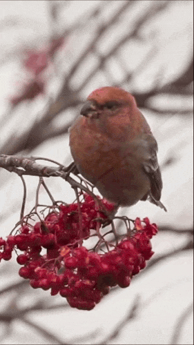 Картинка загружается...