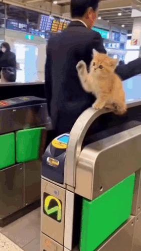 Картинка загружается...