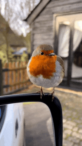 Картинка загружается...