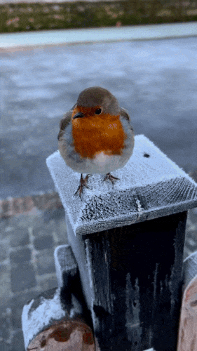 Картинка загружается...