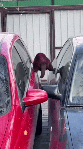 Картинка загружается...