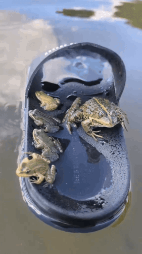 Картинка загружается...