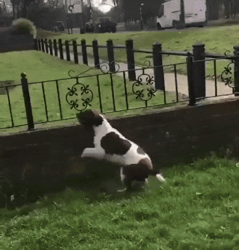 Картинка загружается...