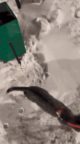 Картинка загружается...