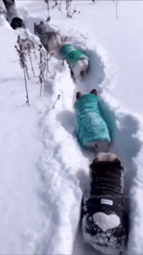 Картинка загружается...