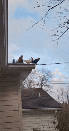 Картинка загружается...