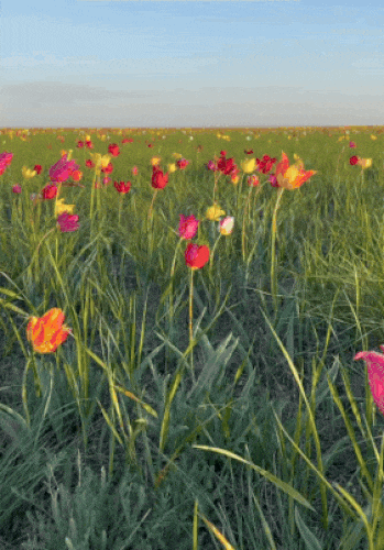 Картинка загружается...