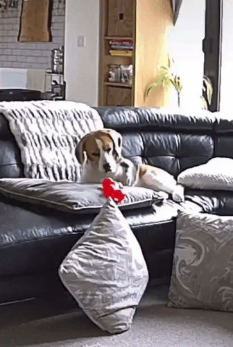 Картинка загружается...